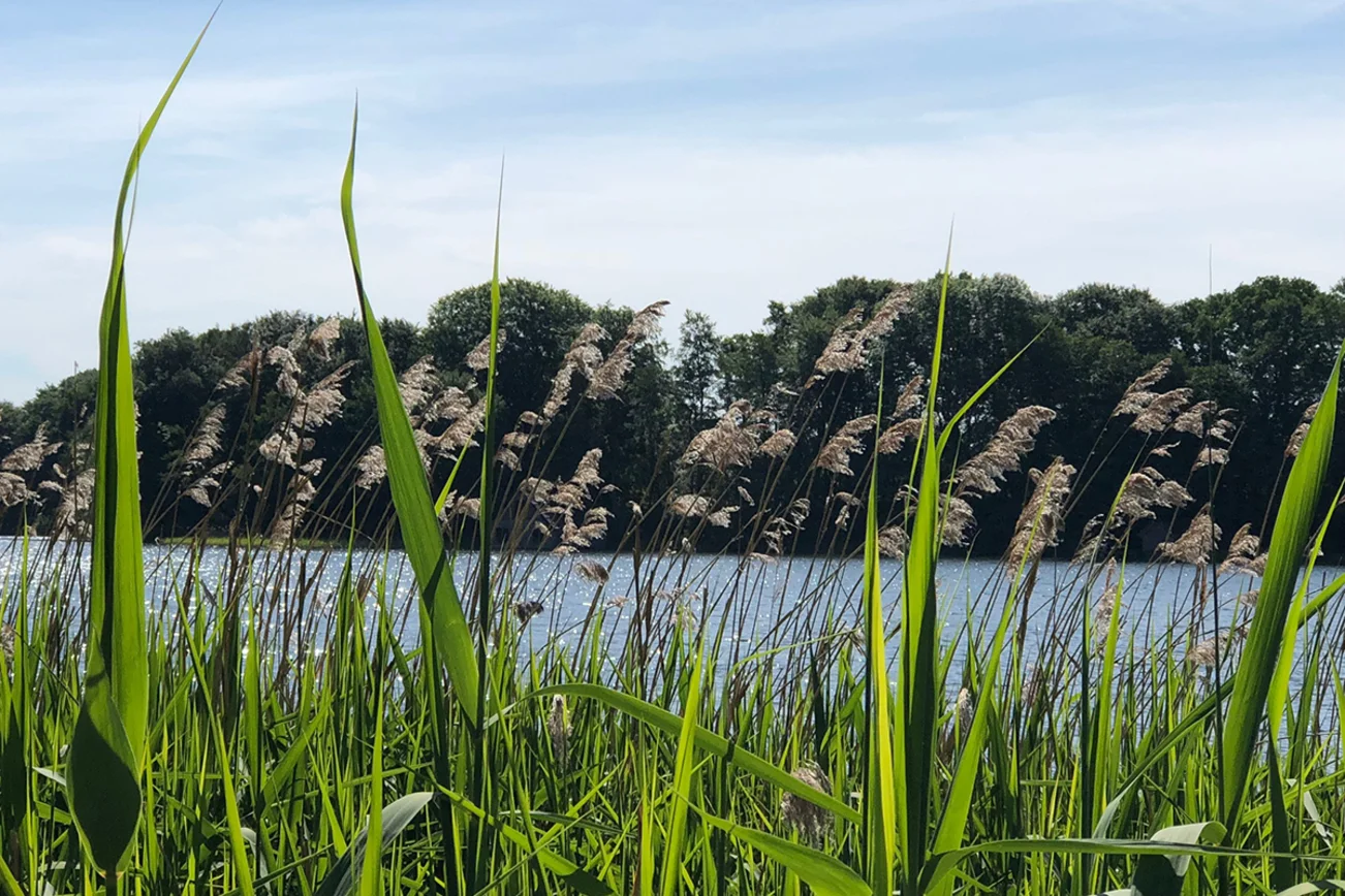 Grasstängel und Samen im Vordergrund eines Gewässers, im Hintergrund Bäume am Wasser