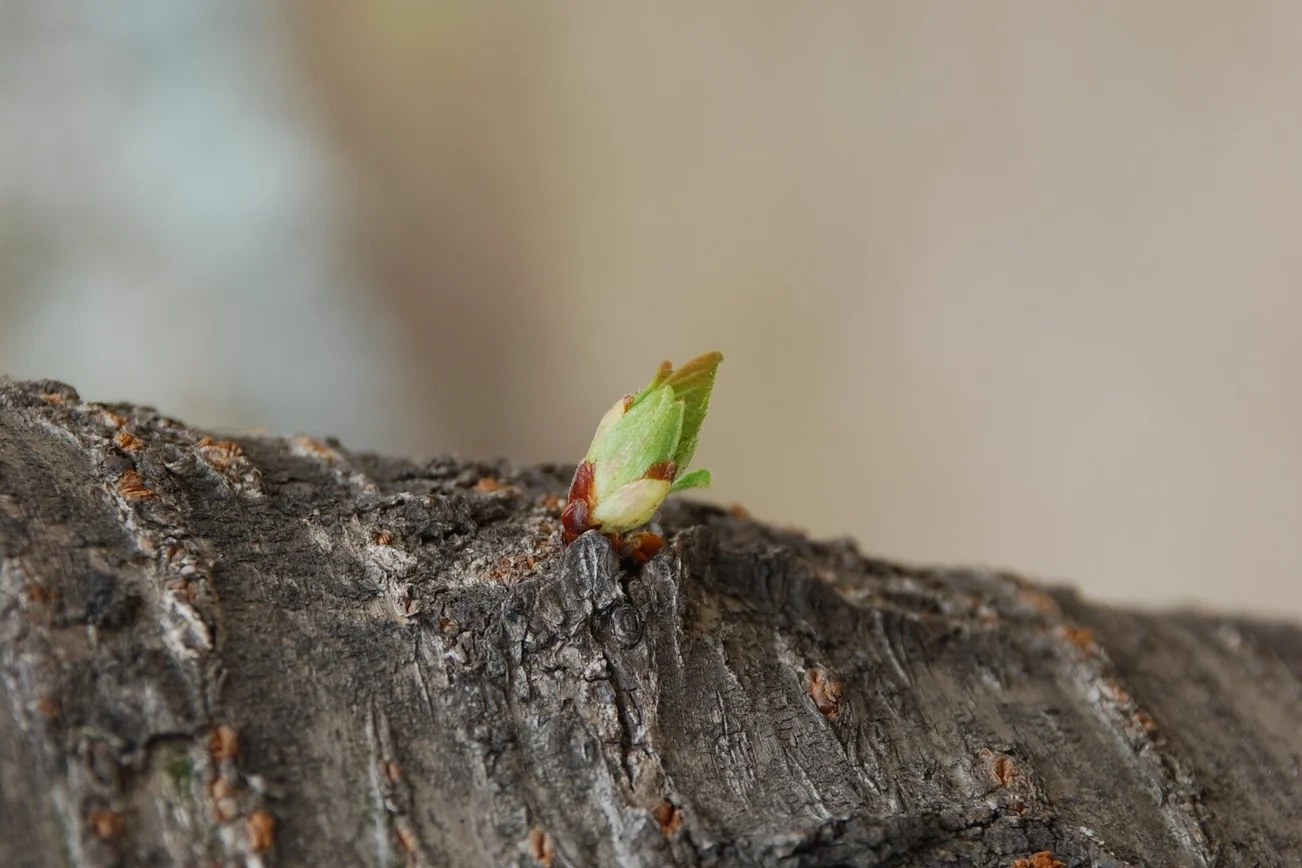 eine Knospe wächst aus einem Baumstamm