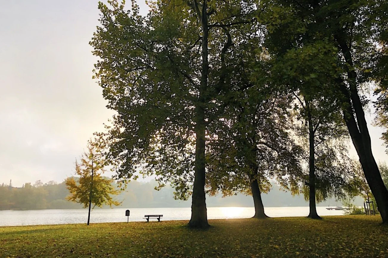 Ein kleiner und drei große Bäume im Herbst am Fluss. 