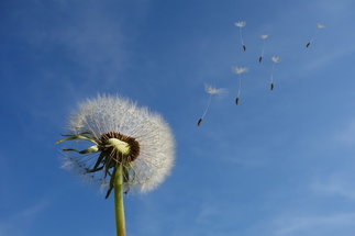 Copyright: Pixabay License Freie kommerzielle Nutzung Kein Bildnachweis nötig