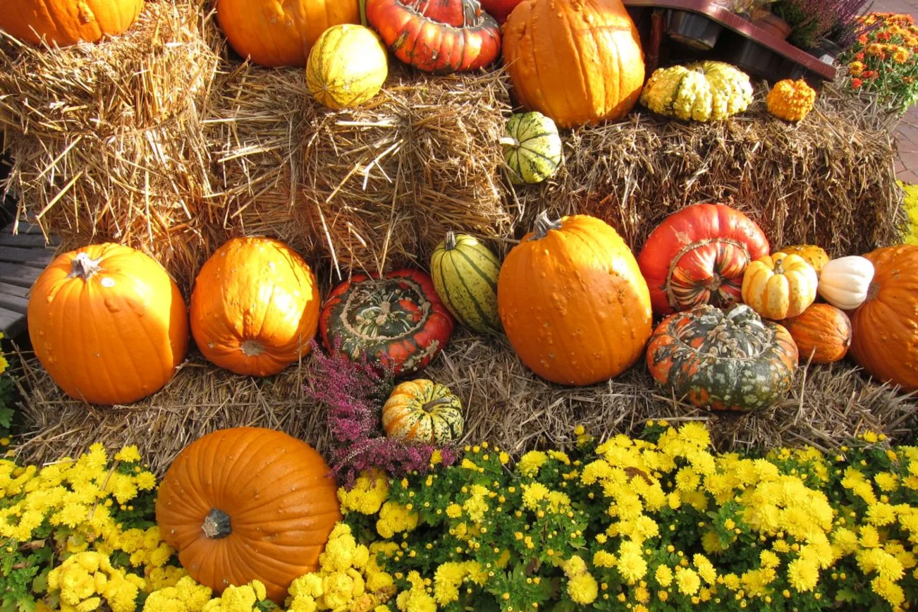 Viele bunte Kürbisse zum Erntedank aufgetürmt mit gelben Blumen