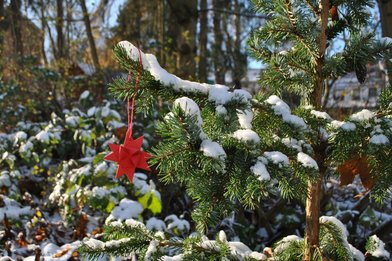 Wald-Weihnacht für Kinder - Copyright: Pastor Arne Kutsche