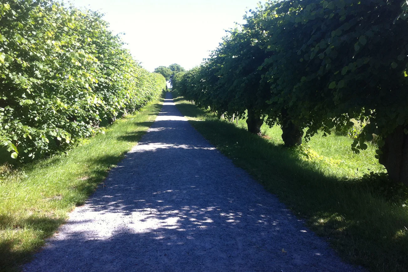 Ein einsamer Weg, mit links und rechts Bäumen 