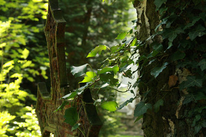 Ein Metallkreuz vor einem dicken Holzstamm eines Baumes, umrankt von Efeu.