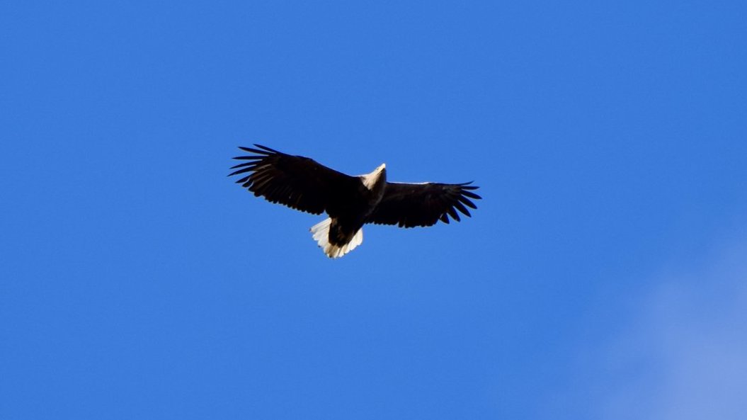 Ein Vogel