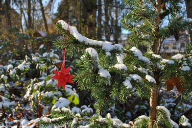Ein roter Fröbelstern an einem schneebedeckten Tannenbaum im Freien. - Copyright: Pastor Arne Kutsche