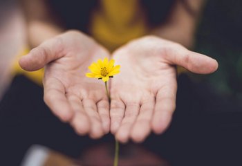 Eine gelbe Blüte ragt aus geöffneten Händen hervor. - Copyright: Unsplash (Lina Troche)