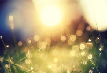 Blick in die Sonne auf einer Frühlingswiese - Copyright: Unsplash
