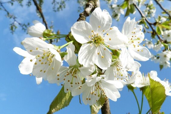 Copyright: pixabay Jana Dreger