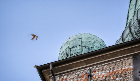 Ein Turmfalke sitzt auf dem Turm St. Jakobi, ein weiterer ist im Anflug auf St. Jakobi, im Hintergrund blauster wolkenfreier Himmel