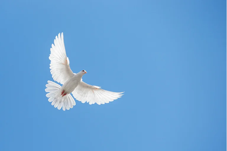 Eine weiße Taube fliegt am blauen Himmel.