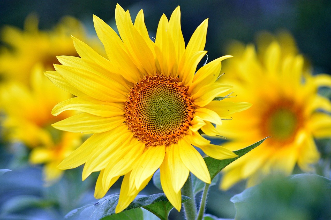 Copyright: Artur Pawlak Sonnenblume Sommer