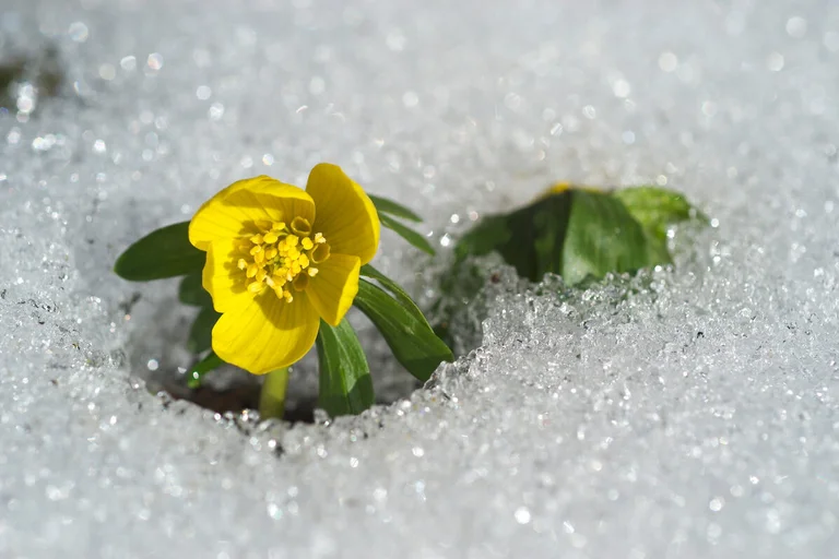 Kleine gelbe Blüte hat es durch die Schneedecke geschafft.