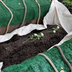 Ein offenes Grab mit einem weißem Tuch und dunkler Erde, darauf mehrere weiße Rosen