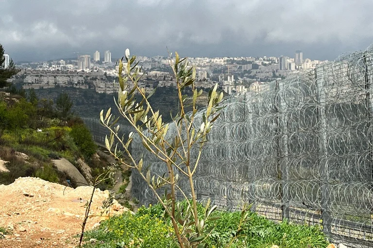 Ein Olivenbaum an einem mit Stacheldraht überzogenem Zaun.