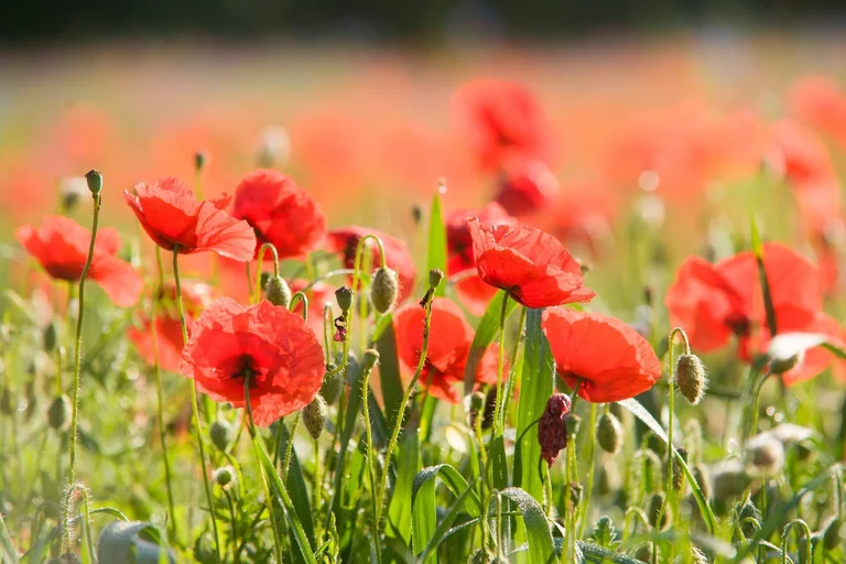 Sommerwiese Mohn