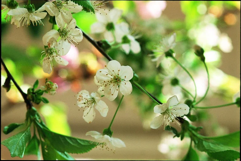 Frische Kirschblüten auf grünem Hintergrund