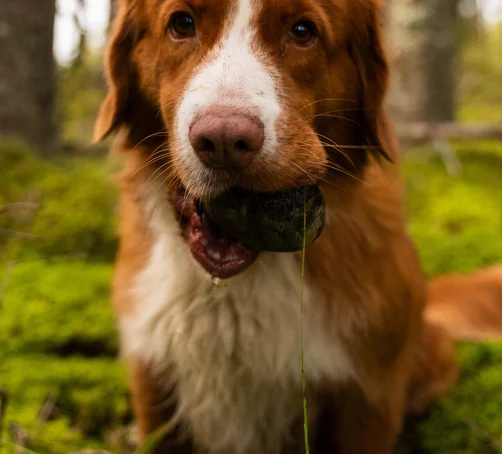 Ein braunweißer Hund schaut treu in die Kamera.