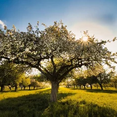 Apfelgarten Garten Apfelbaum