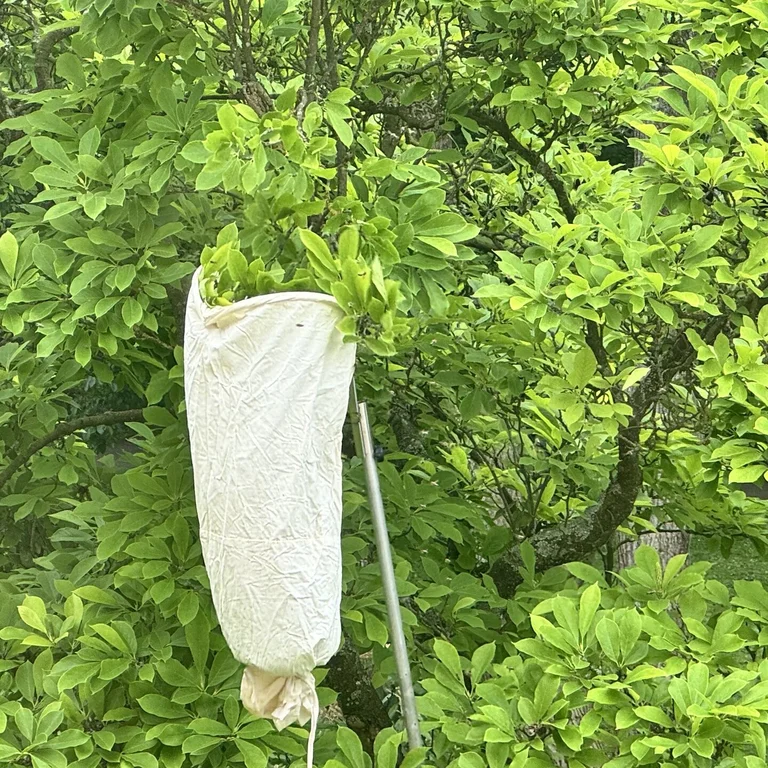 Bild von einem Baum