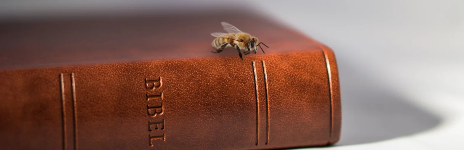 Eine Biene auf einer Bibel