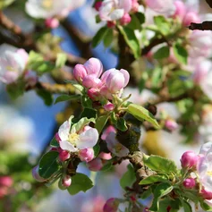 Apfelblüte Apfelbaum Apfelzweig