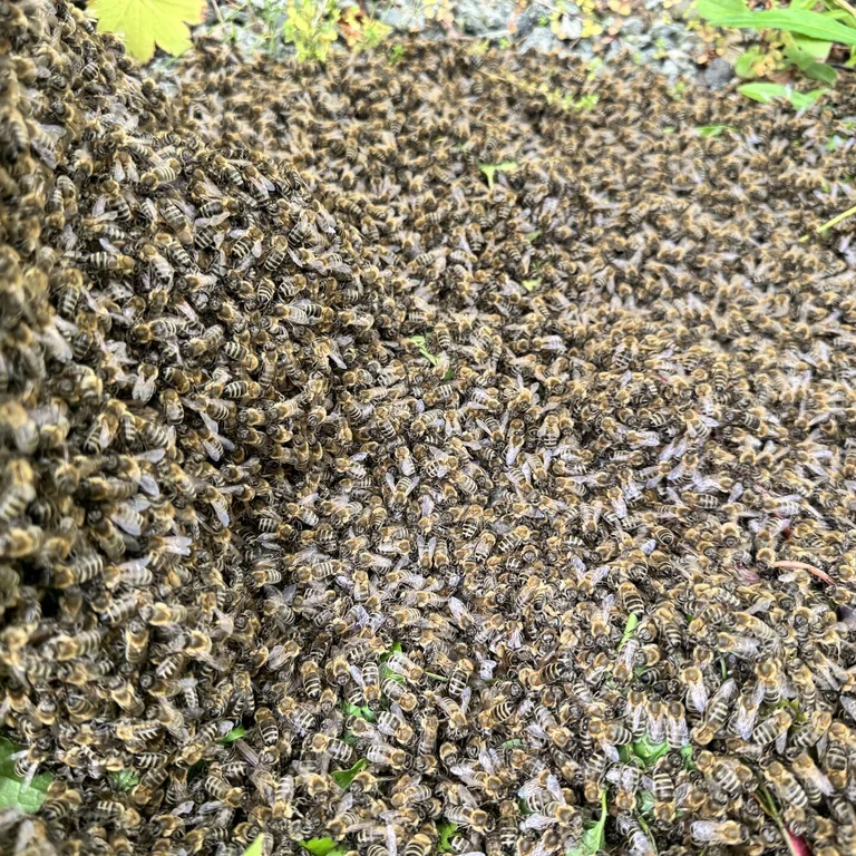 Bienen