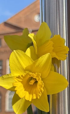 Narzisse an einer Zaunstange vor einer Infotafel