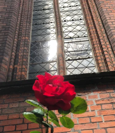 Eine Backsteinmauer mit Kirchenfender, davor eine blühende rote Rose