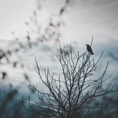 Rabe, Vogel, Geäst