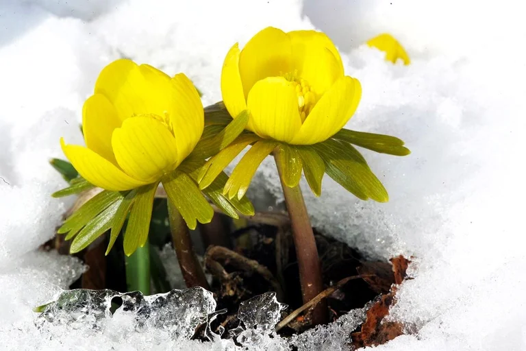 Blumen wachsen aus Schnee heraus