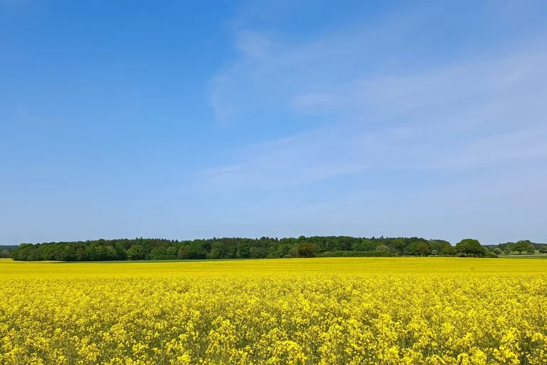 Raps Rapsfeld