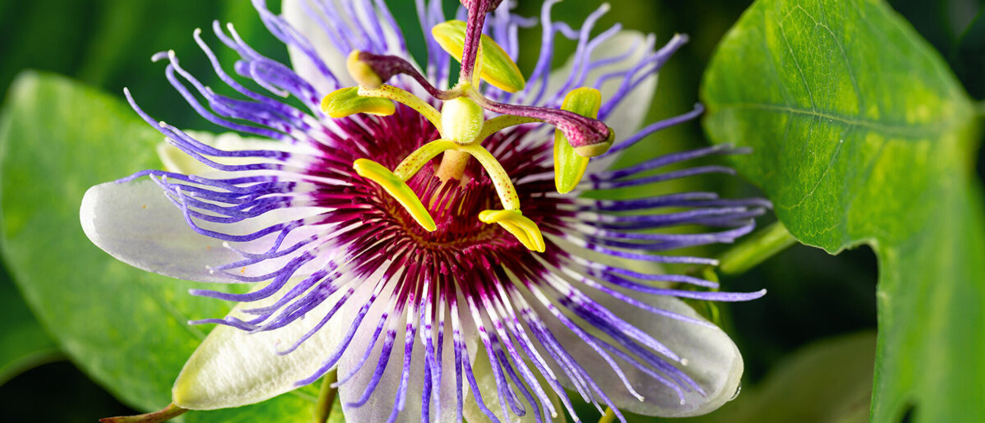 Die Blüte einer Passionsblume in weiß, lila grün und bordeaux