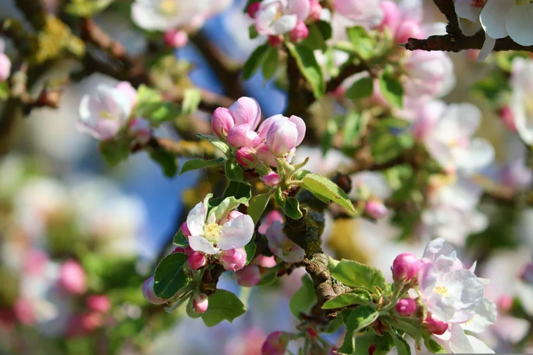Apfelblüte Apfelbaum Apfelzweig