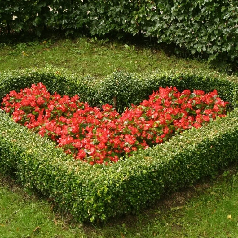 Ein Herz aus Bugsbaum und in der Mitte eine Pflanze mit vielen roten Blüten