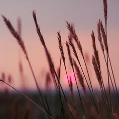 Dämmerung Sonnenuntergang Gräser